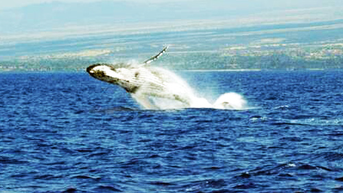 breaching whale